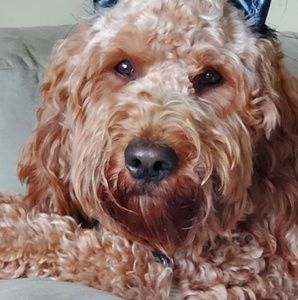 Meet your Posher, Sandy